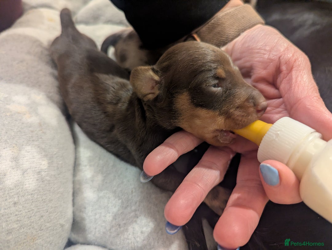 Dachshund dogs for sale: Tweenies Dachshunds 3 dogs 1 bitch - Advert 5