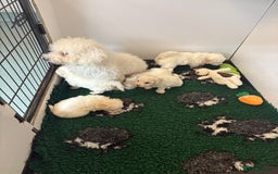 Maltipoo dogs for sale: 🤩 6 stunning Maltipoo puppies 🤩 - Image 10