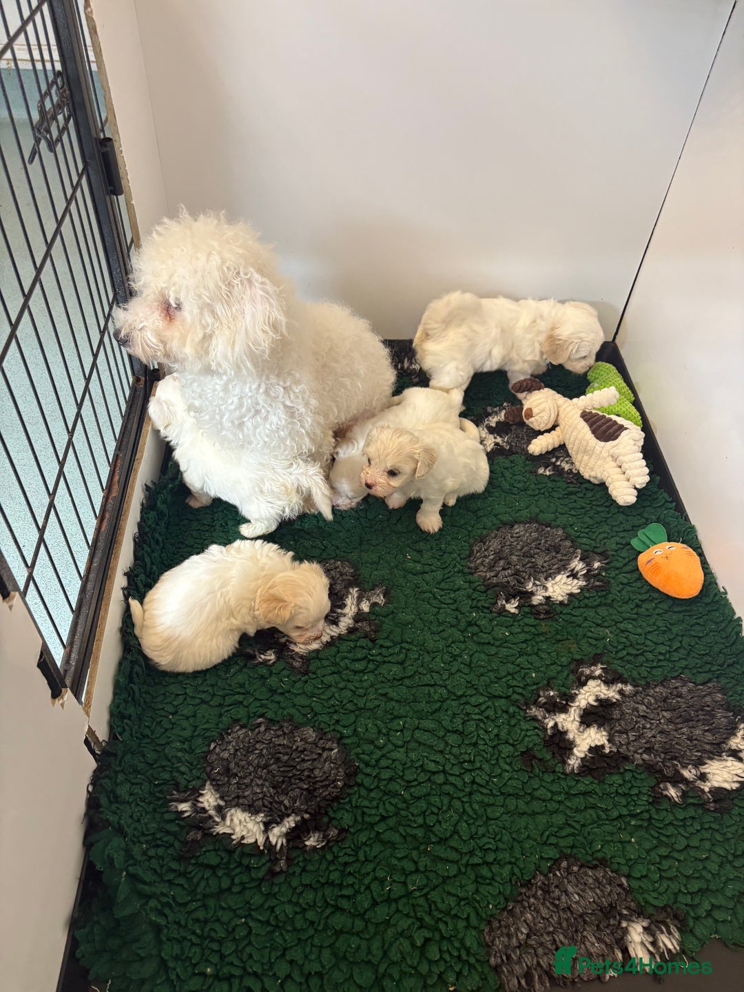 Maltipoo dogs for sale: 🤩 6 stunning Maltipoo puppies 🤩 - Image 10