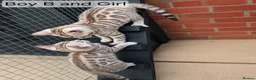 Bengal cats for sale: 🐆 Stunning Bengal Kittens – Gorgeous Rosettes - Advert 10