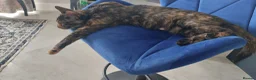 Mixed Breed cats for sale: Kittens ginger/black  - Advert 3