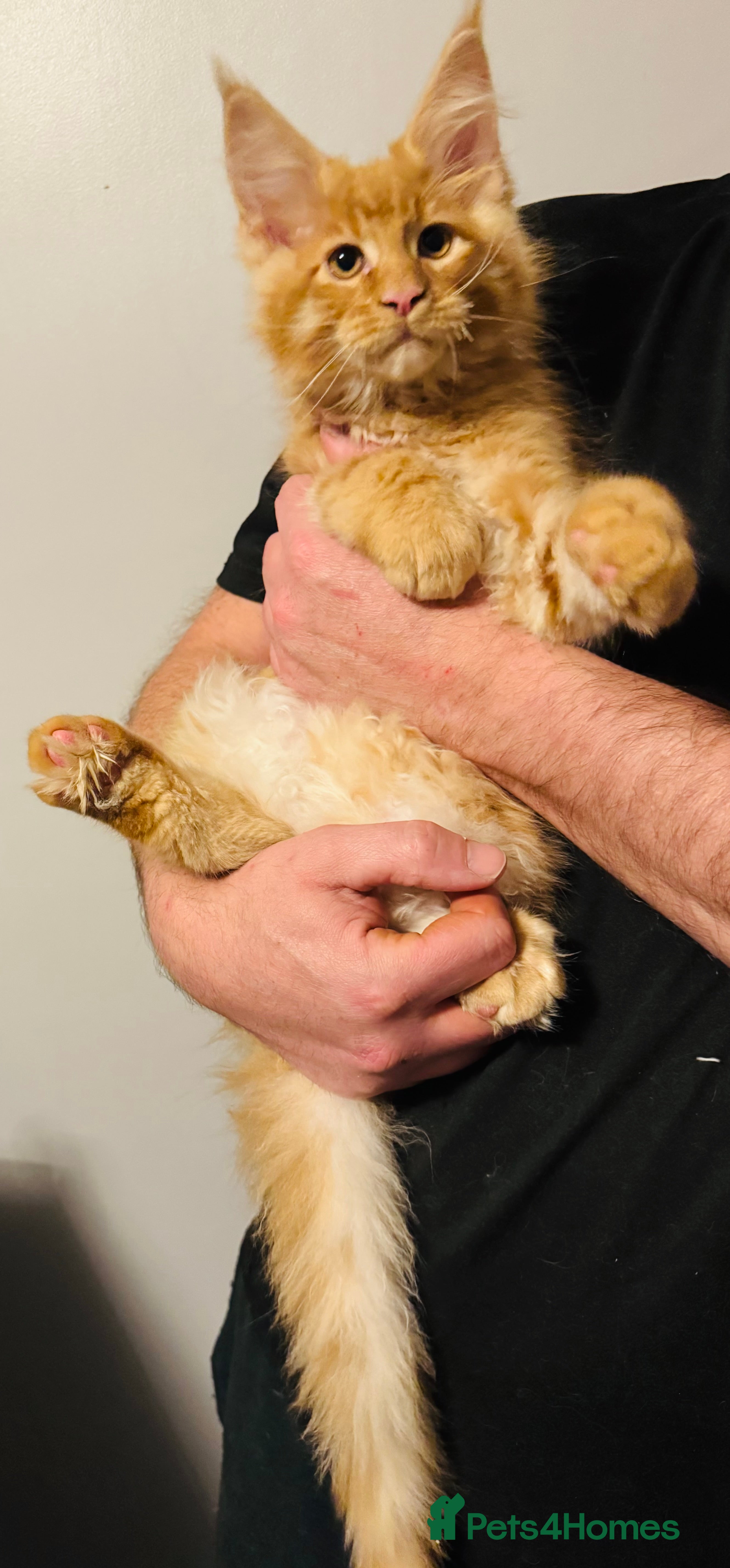 Maine Coon cats GCCF & TICA Maine Coon kittens Activ Available  - Advert 7