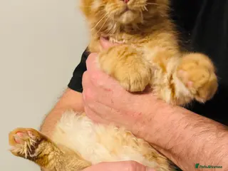 Maine Coon cats GCCF & TICA Maine Coon kittens Activ Available - Advert 12