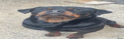 Rottweiler dogs for sale: BEAUTIFUL ROTTWEILER PUPPIES - Advert 3