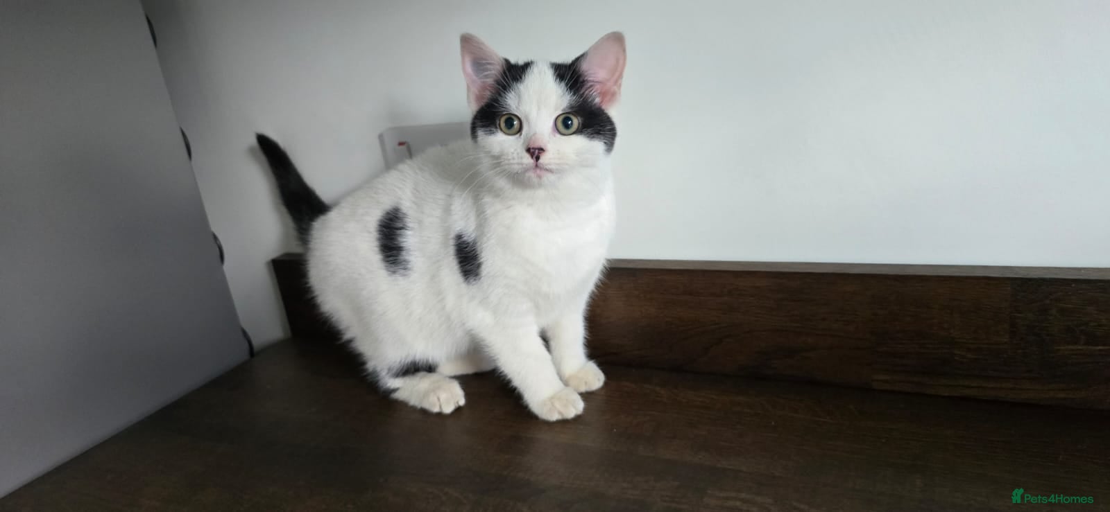 Mixed Breed cats Only the white and black girl available now!🥰 - Advert 18