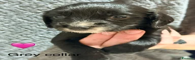 Sprocker 10