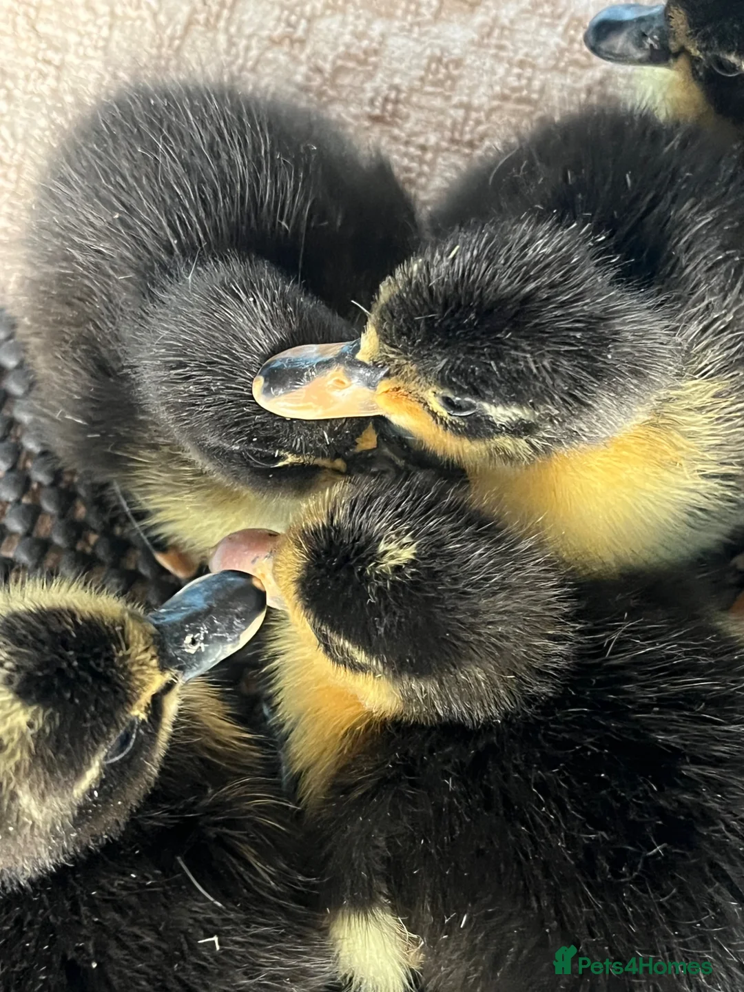 Ducks poultry for sale: Rare Shetland Ducklings for sale in Bolton - Advert 2
