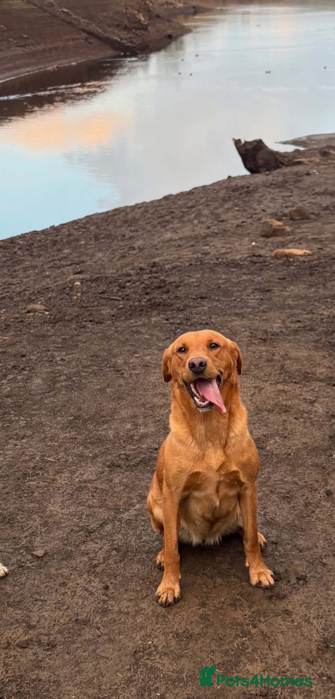 Labrador Retriever dogs for sale: Labrador puppies for sale ready to leave - Advert 3