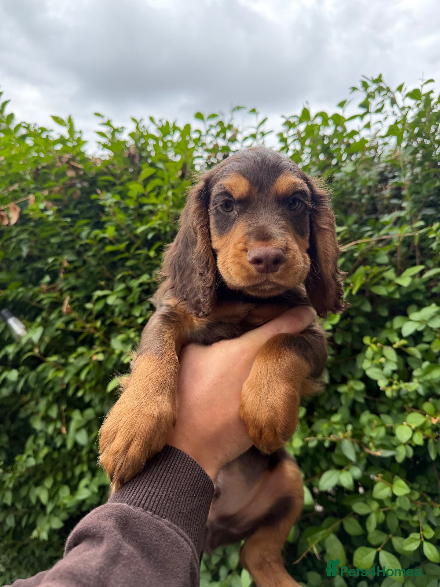 Cocker Spaniel dogs Ready to leave today! WCS pup  - Advert 10