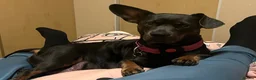 Chiweenie dogs for sale: 8 beautiful chiweenie‘s for sale - Advert 12