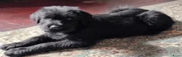 Mixed Breed dogs for sale: A very rare opportunity... - Advert 2