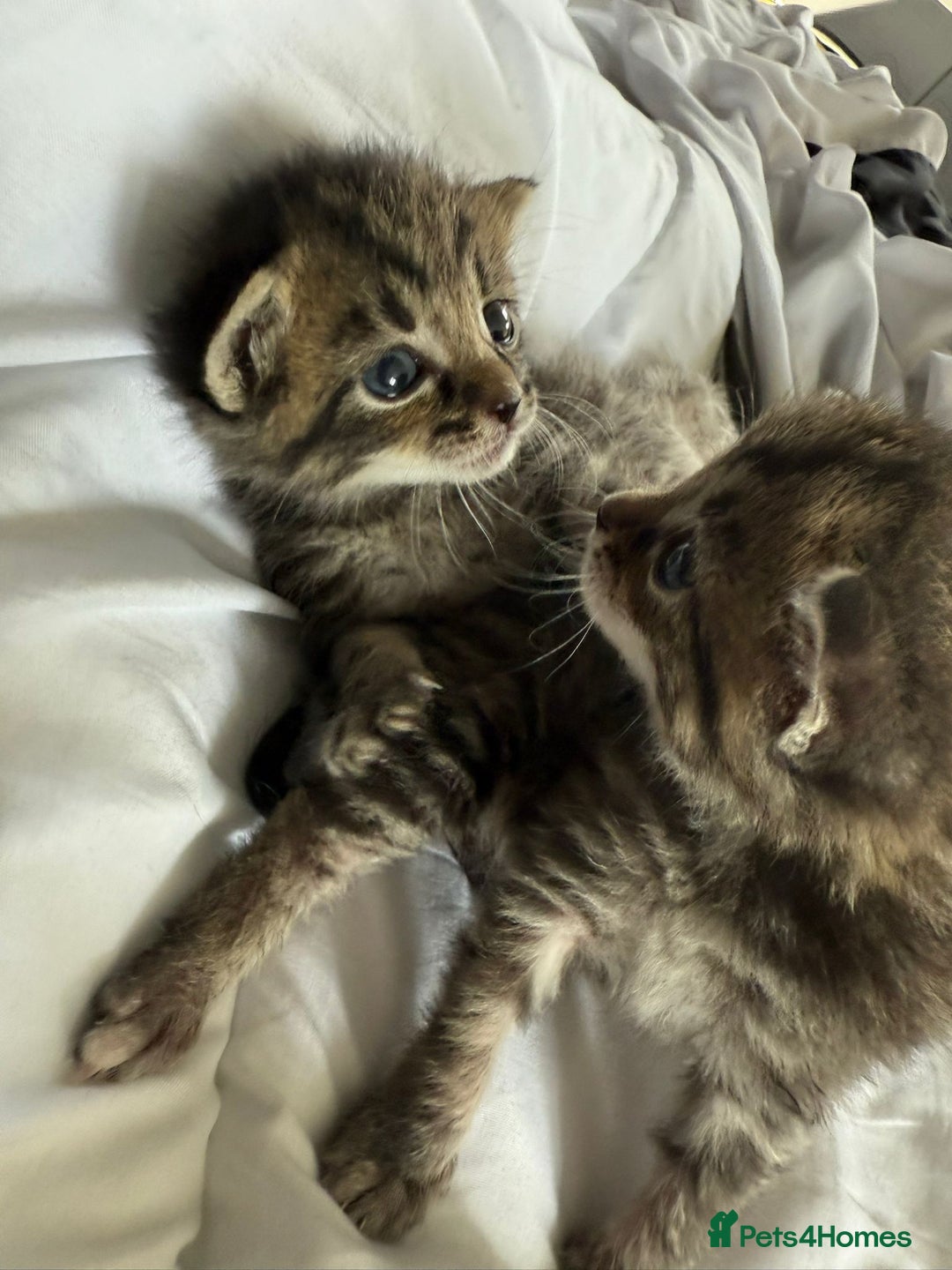Siberian cats for sale: 🩷 Siberian x British Shorthair Kittens 🐱  - Image 22