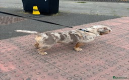 Olde English Bulldogge dogs for sale: olde english bulldog boy - Image 4
