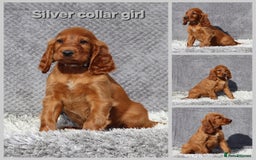 Irish Setter dogs for sale: Outstanding KC Reg Irish Setter puppies  - Image 5