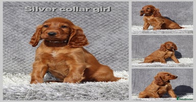Irish Setter dogs - Advert 13