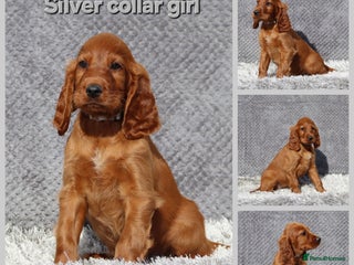 Irish Setter dogs Just 1 boy & 1 girl available quality KC Puppies - Advert 2