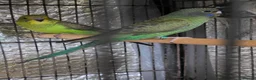 Budgerigars birds for sale: Beautiful bfbw budgies - Advert 8