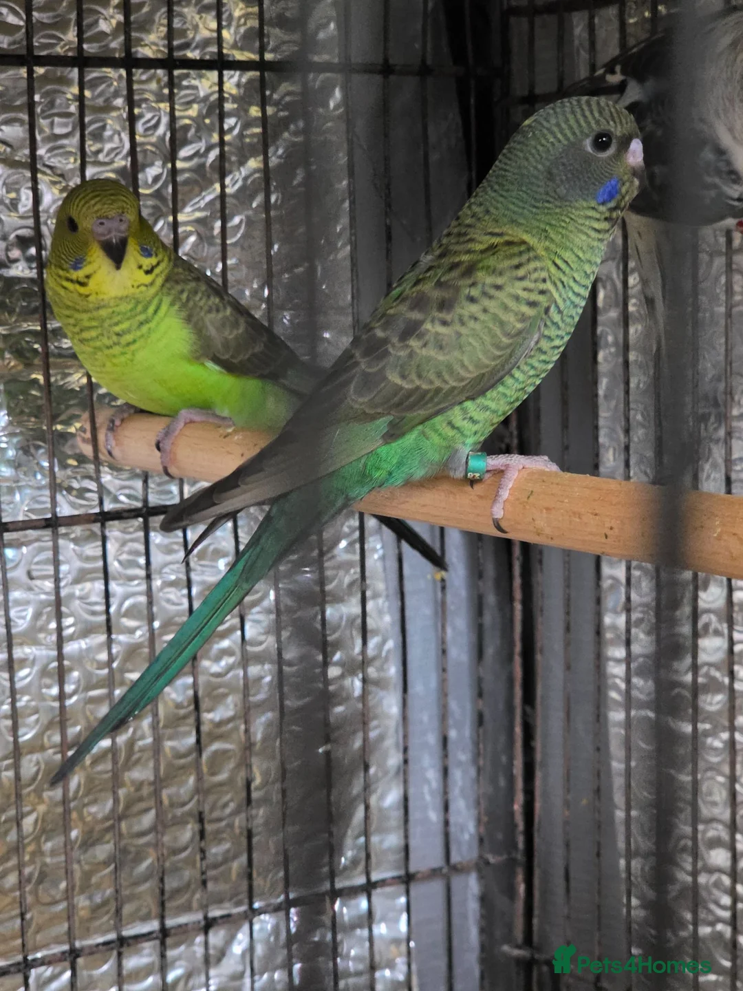 Budgerigars birds for sale: Beautiful bfbw budgies - Advert 8