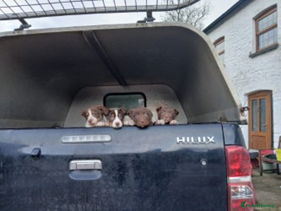 Mixed Breed dogs for sale: brown collie puppies (1 black) - Advert 5