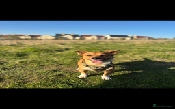 Jack Russell dogs for stud: My Gorgeous blue merle miniature jack  - Image 5
