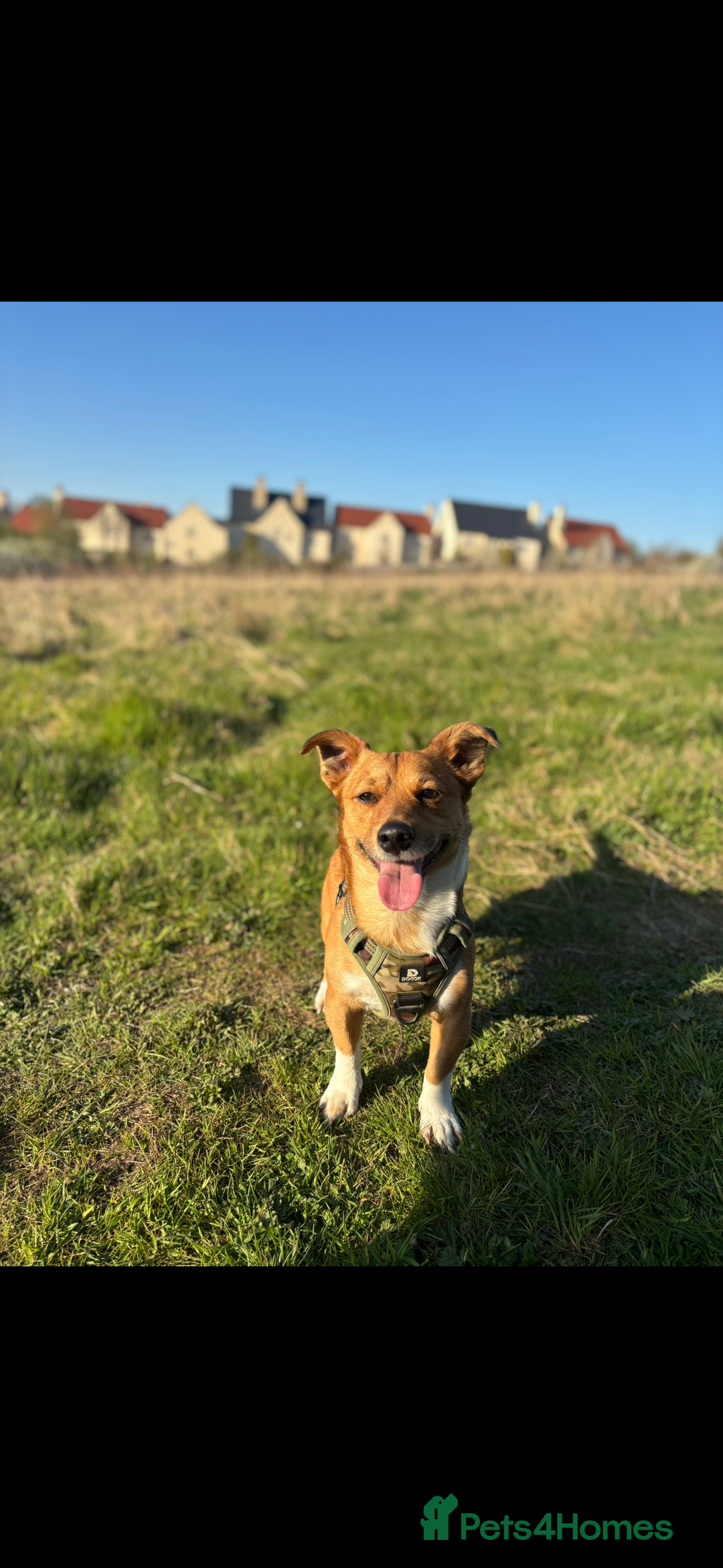 Jack Russell dogs for stud: My Gorgeous blue merle miniature jack  - Image 5