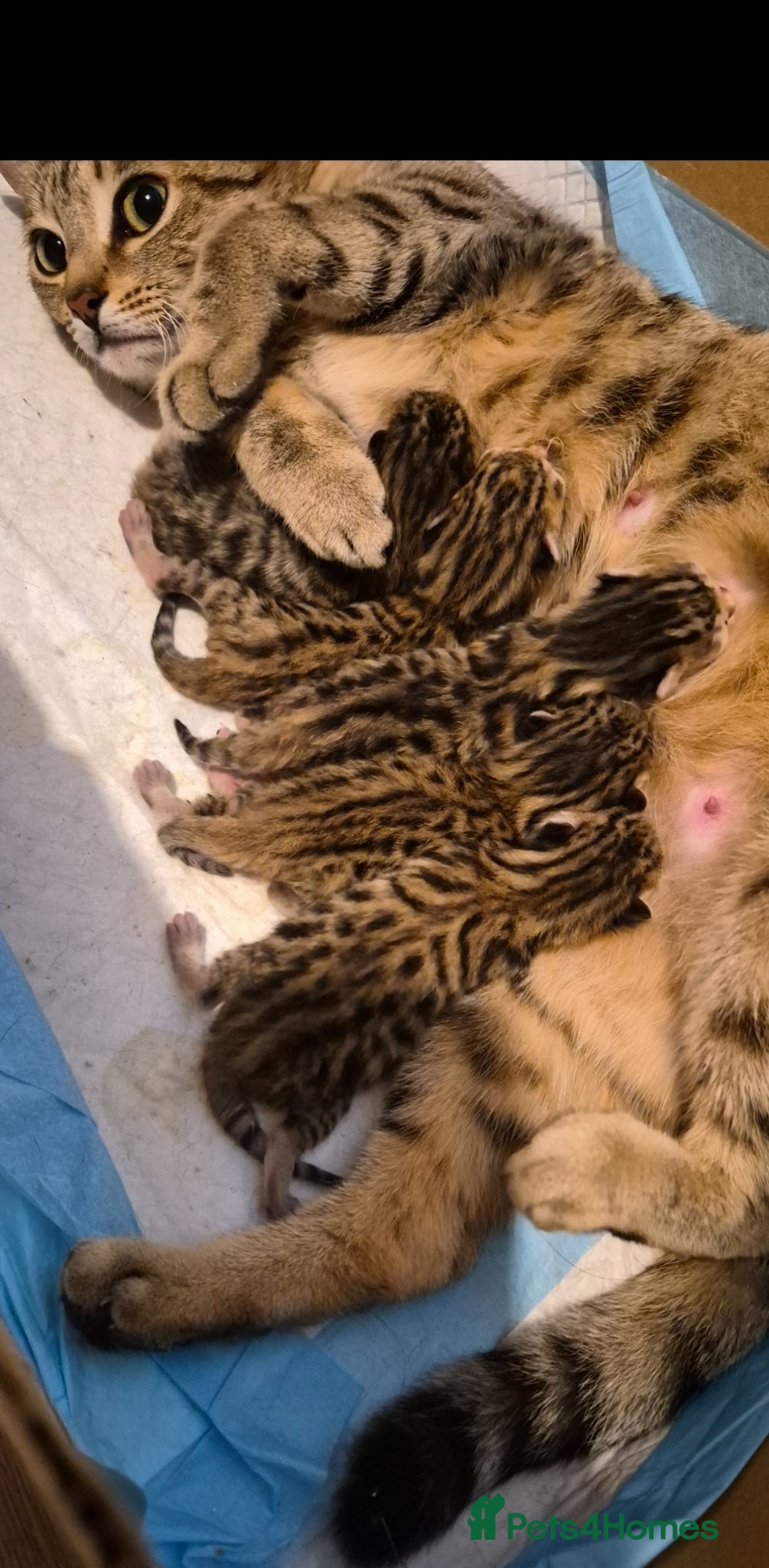 Bengal cats Beautiful Bengal kittens-Ready in April 🐾 - Advert 6