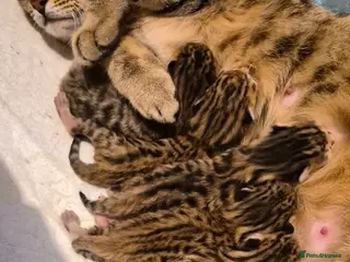 Bengal cats Beautiful Bengal kittens-Ready in April 🐾 - Advert 6