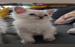 Ragdoll cats for sale: Fluffy Ragdoll Angels – 2 Girls&2 Boys Available! - Image 3