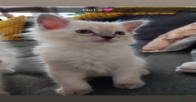 Ragdoll cats - Advert 9