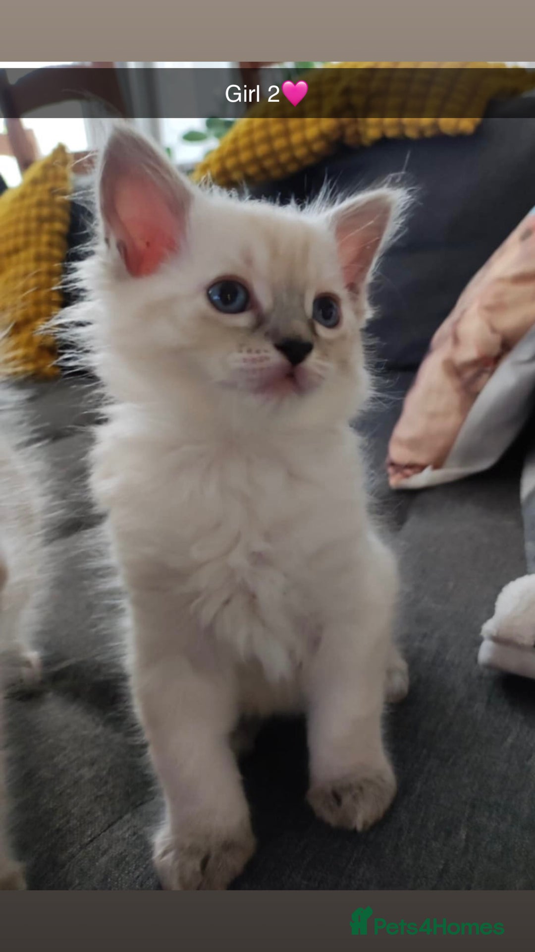 Ragdoll cats for sale: Fluffy Ragdoll Angels – 2 Girls&2 Boys Available! - Image 3