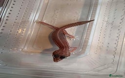 Leopard Gecko reptiles for sale: Young Leopard Geckos for sale - Advert 3