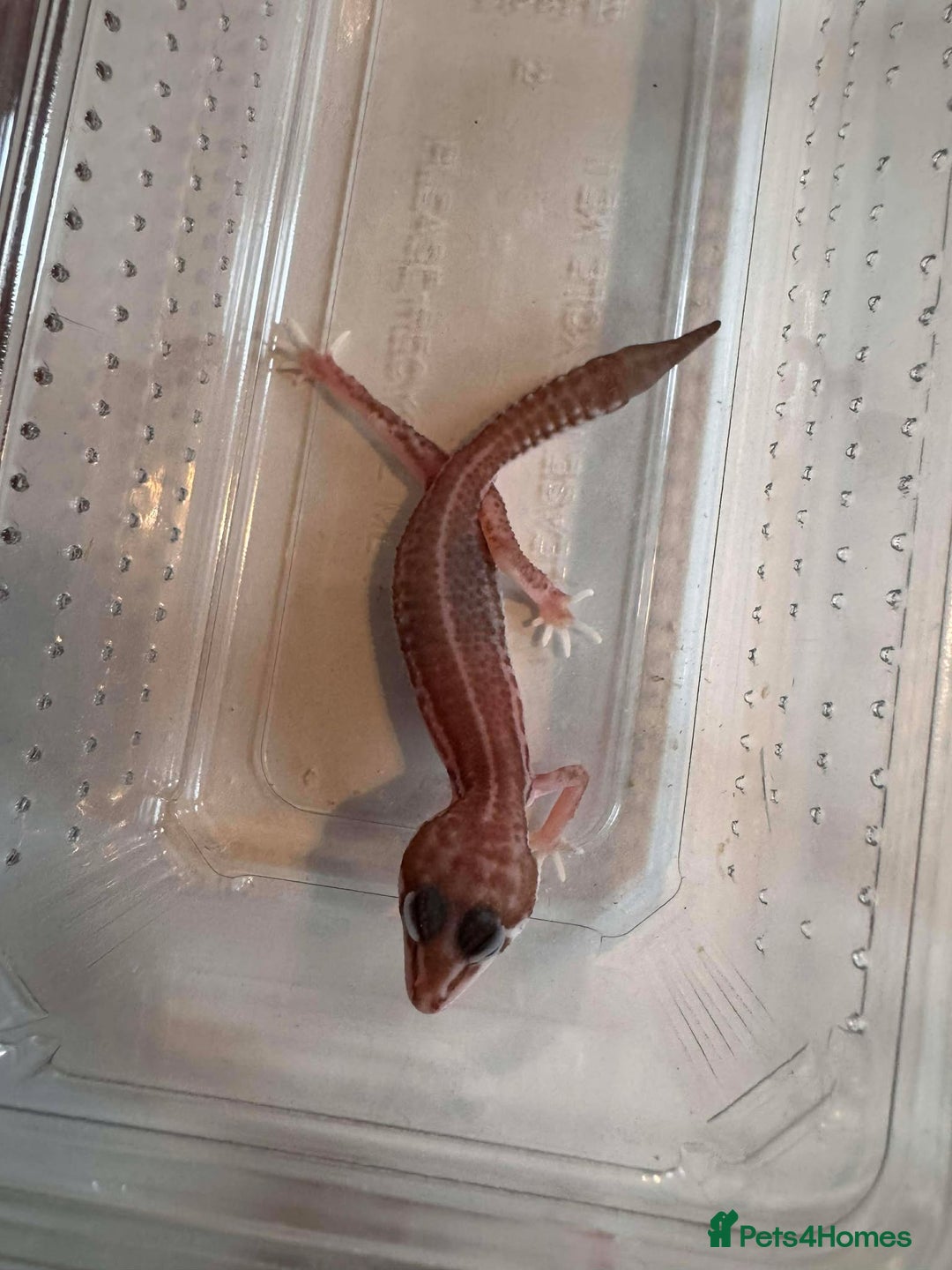Leopard Gecko reptiles for sale: Young Leopard Geckos for sale - Advert 3