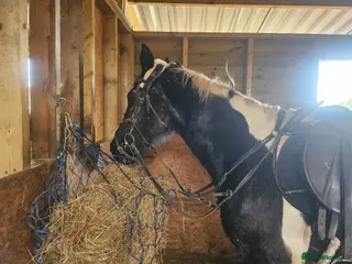 Other Breed horses Piebald gelding - Advert 1