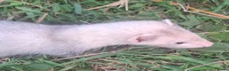 Ferret rodents for sale: Silver and Sable Ferrets for Sale Ready Now in Devizes - Advert 12