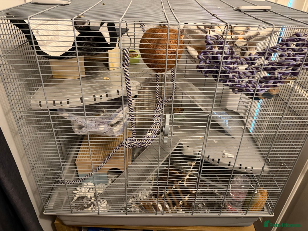 Rat rodents for sale: Two male dumbo rats - Advert 1