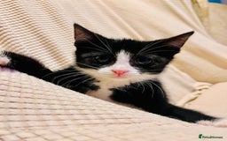 Mixed Breed cats for sale: Beautiful kitten ready to go to new home - Image 4