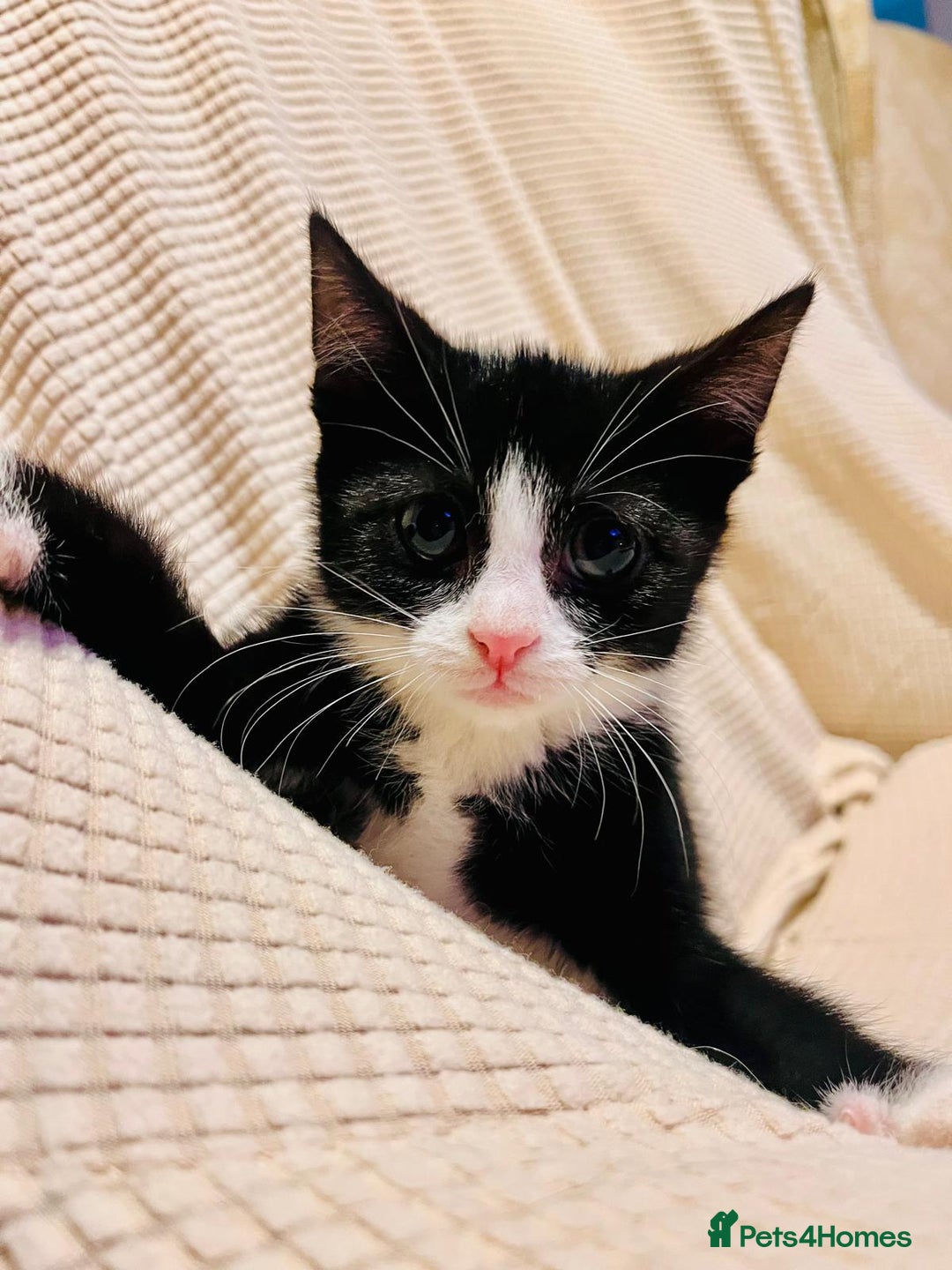 Mixed Breed cats for sale: Beautiful kitten ready to go to new home - Image 4