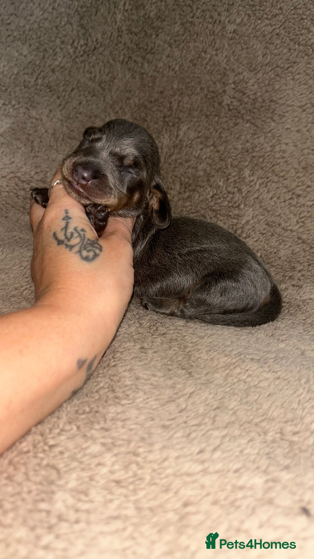 Miniature Dachshund dogs for sale: Perfecf kc miniature dachshunds - Image 6