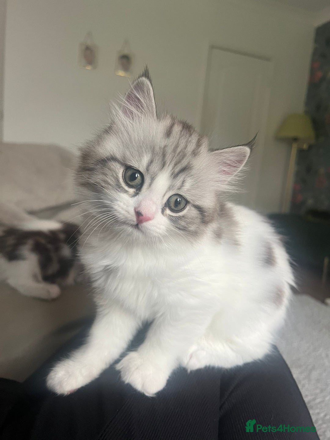 Persian cats for sale: Persian cross kittens  - Image 14