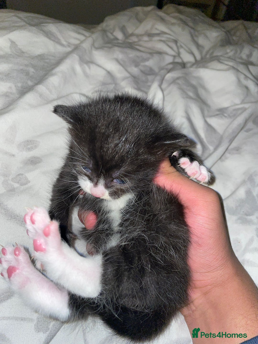 Mixed Breed cats for sale: 2 mix breed cats for sale (rare colours) tuxedo  - Advert 2