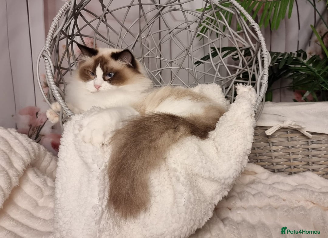 Ragdoll cats for sale: Quality Tica reg Ragdoll kittens  - Advert 30