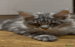 Maine Coon cats for sale: Maine coon kittens•Ready to leave•Fully vaccinated - Image 13