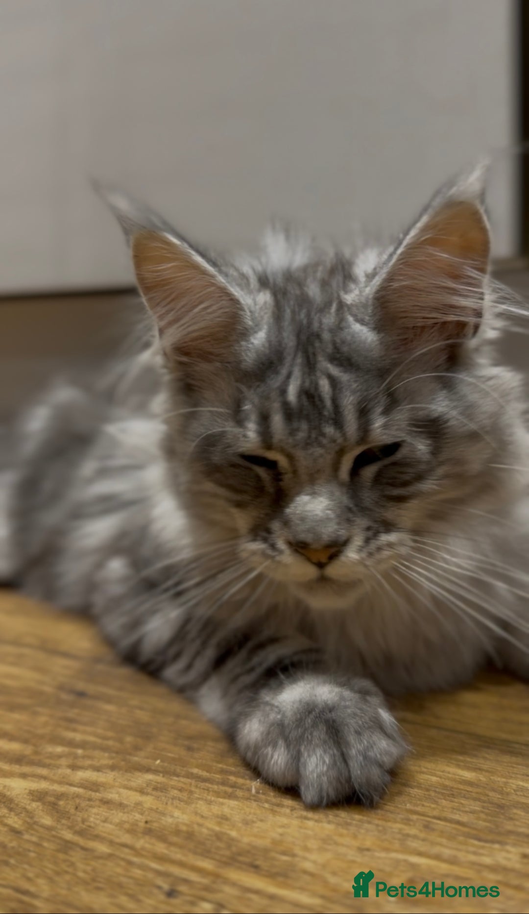 Maine Coon cats for sale: Maine coon kittens•Ready to leave•Fully vaccinated - Image 13