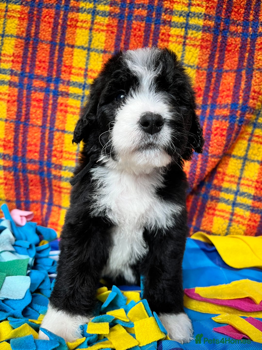 Bernedoodle dogs for sale: F1 standard Bernedoodle puppies. Licensed breeder - Advert 13