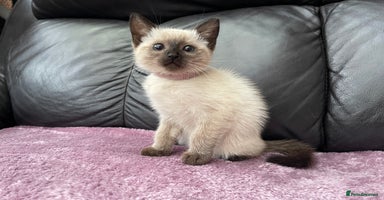 Ragdoll cats - Advert 4