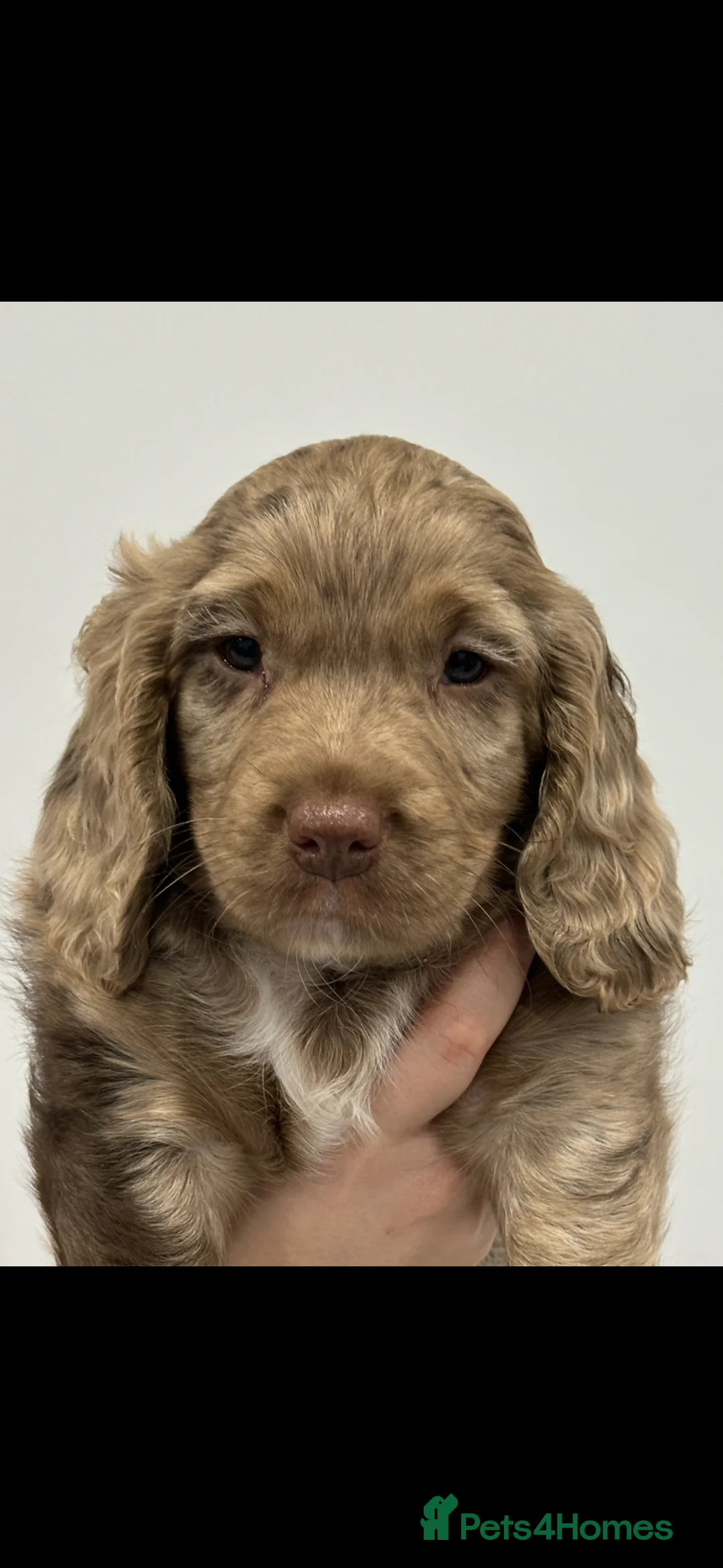 Sprocker dogs for sale: Stunning Sprocker Puppies – Rare Coats - Advert 2