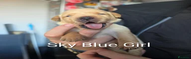 Labrador Retriever 2