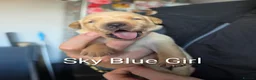 Labrador Retriever dogs for sale: Gorgeous pups available - Advert 12