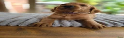 Labradoodle dogs for sale: 4 Gorgeous Fluffy Labradoodle girls - Advert 21
