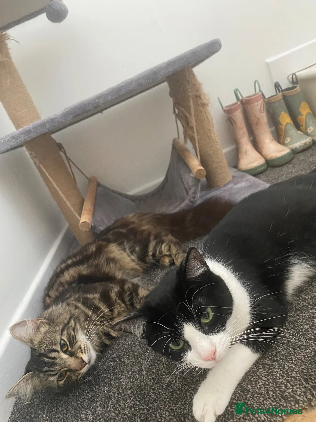 Ragdoll cats for sale: Ragdoll x tuxedo  - Advert 1